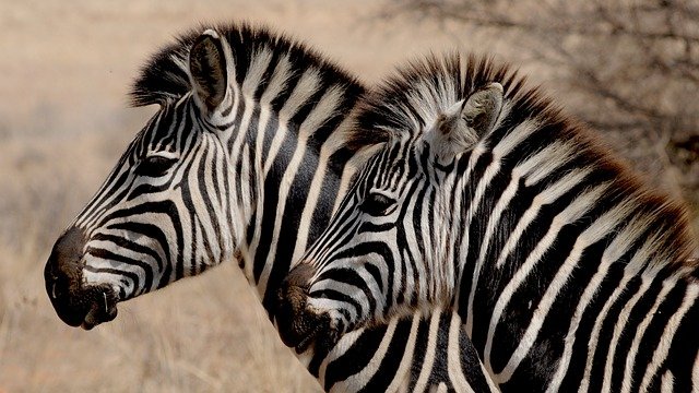 Les zèbres, reines de la savane