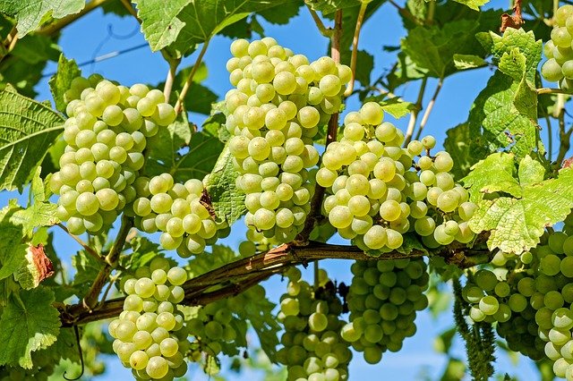 Growing vines
