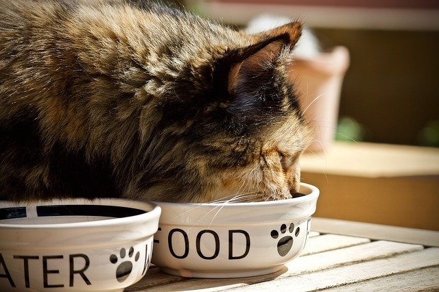 Unsuitable cat dishes