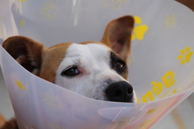 Maladies des chiensLes chiens