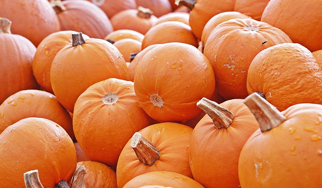 La saison des citrouilles bat son plein.