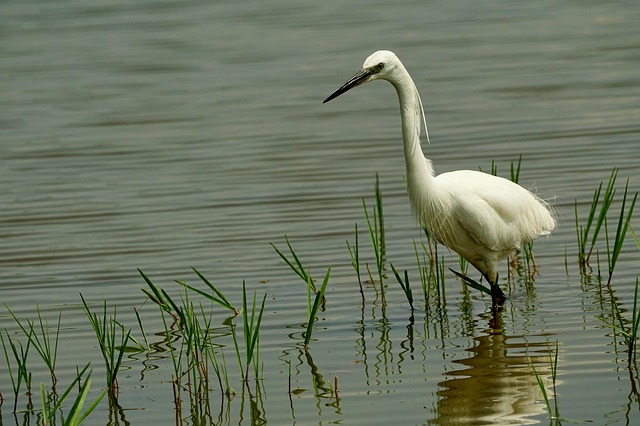 Connaissons-nous les espèces d’oiseaux d’eau ?